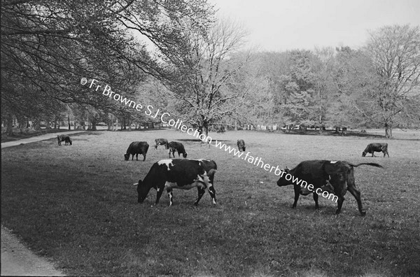 CATTLE ON THE FARM